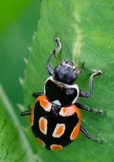 Eriopis eschscholtzi